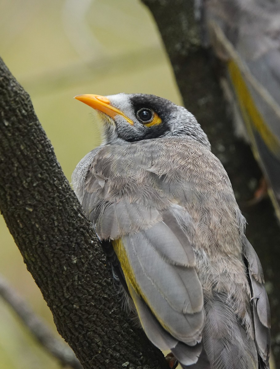 Манорина маскова - ML645826660