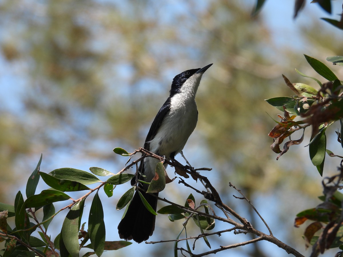Міагра білогорла - ML645826661