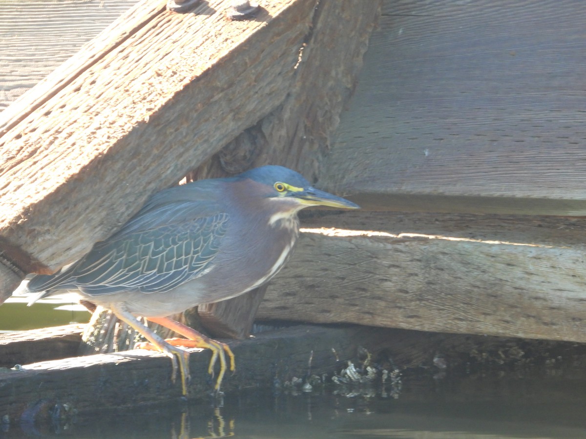 Чапля зелена - ML645826662