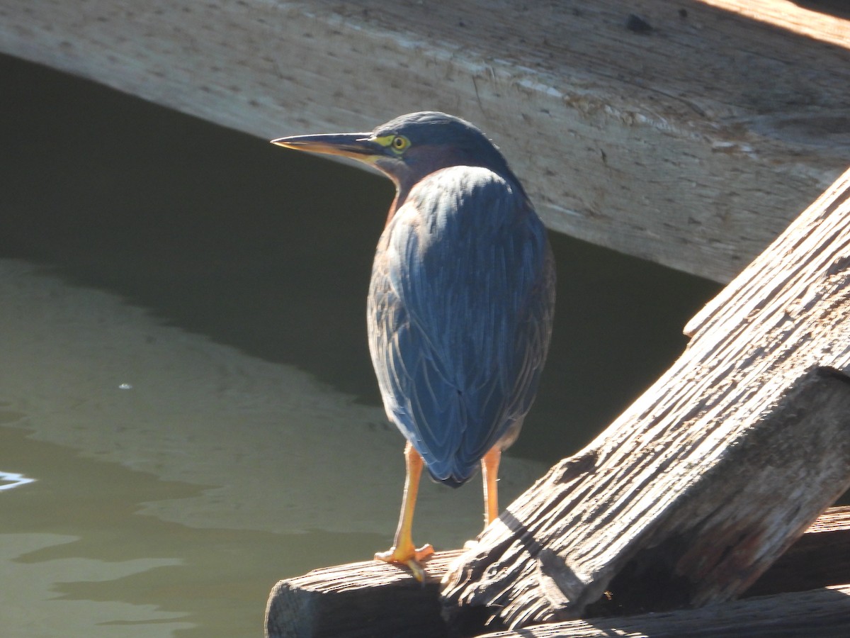 Чапля зелена - ML645826663