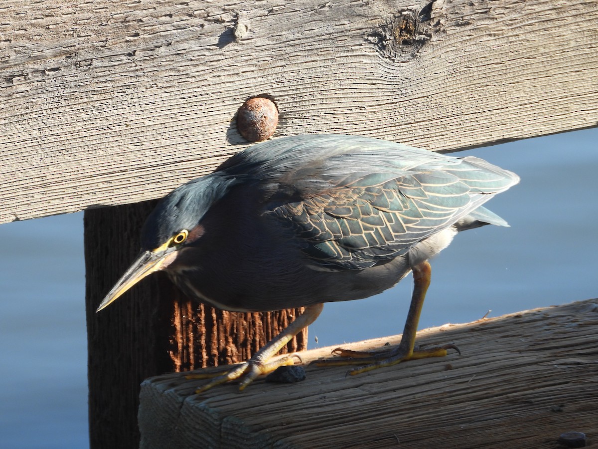 Чапля зелена - ML645826664