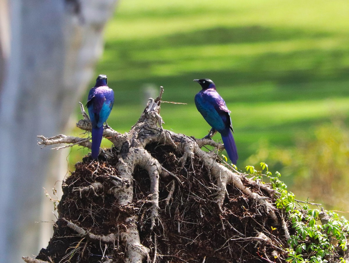 Мерл бронзовоголовий - ML645826665