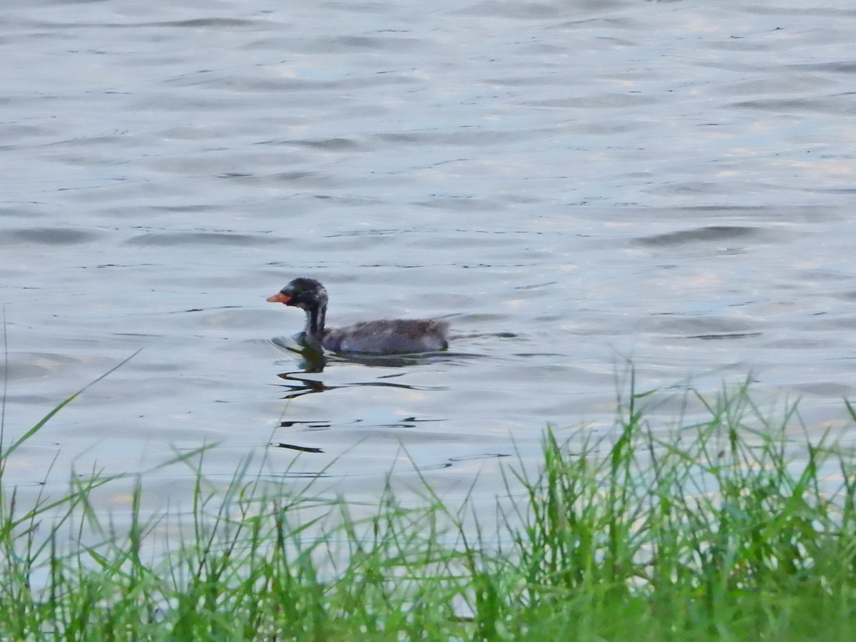 Пірникоза мала - ML645826666