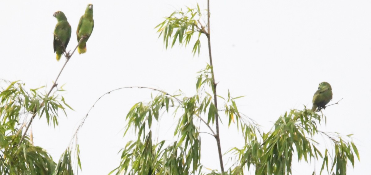 Амазон тринідадський - ML645826667