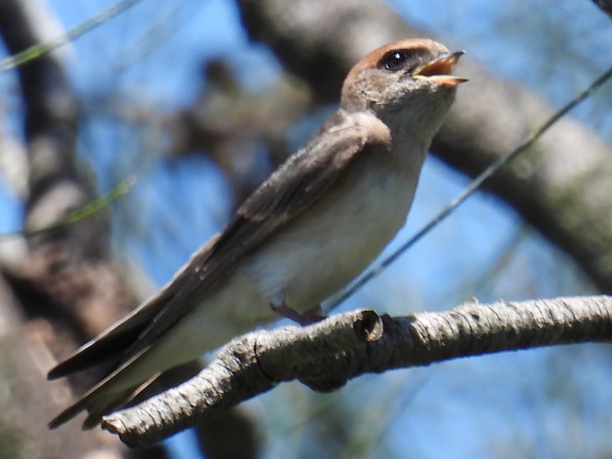 Ясківка тасманійська - ML645826668