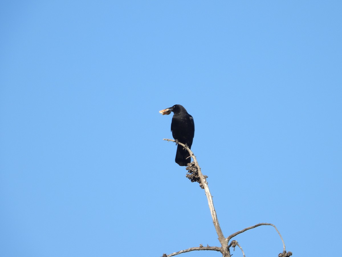 Ворона американська - ML645826669