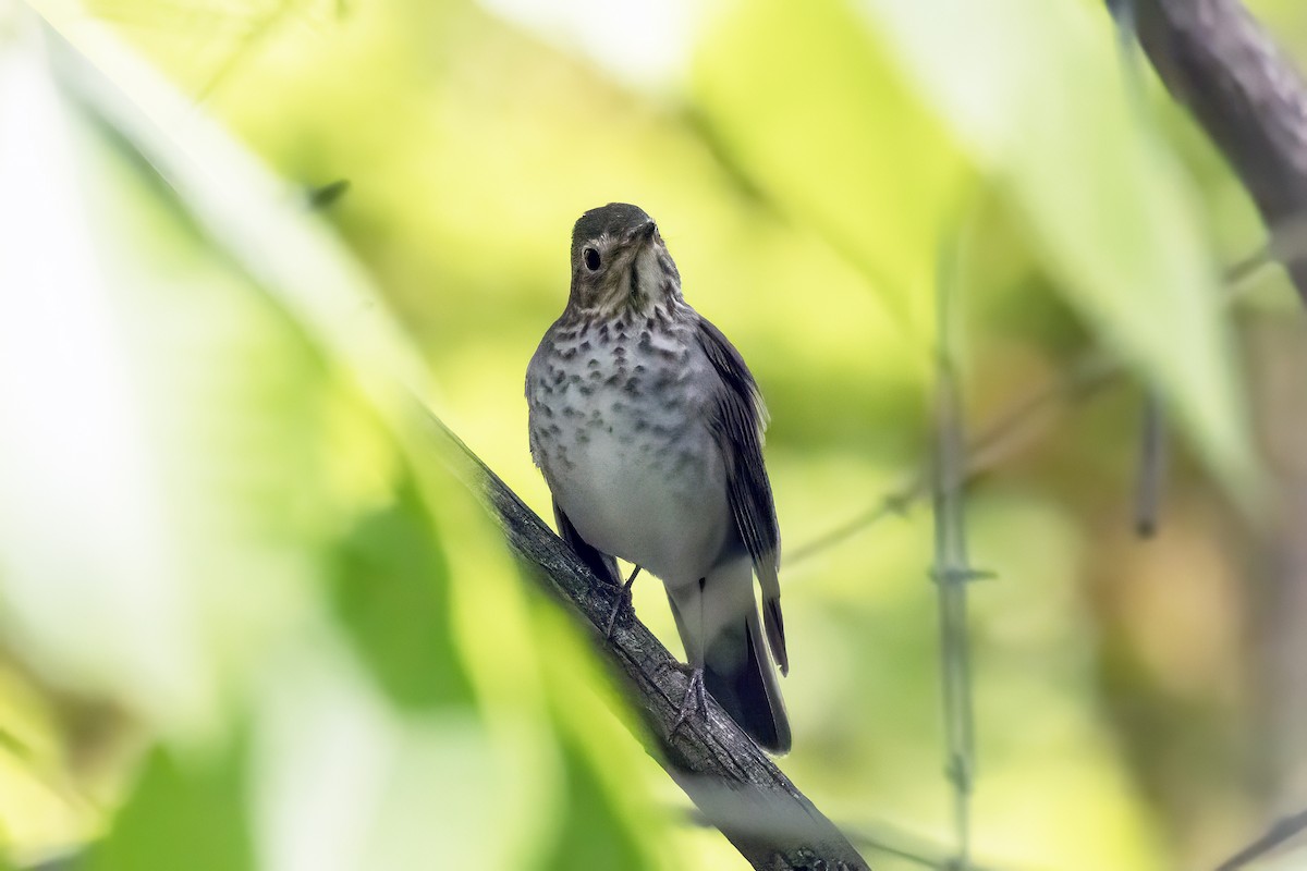 Тремблер прямодзьобий - ML645826670