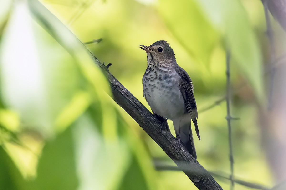 Тремблер прямодзьобий - ML645826671