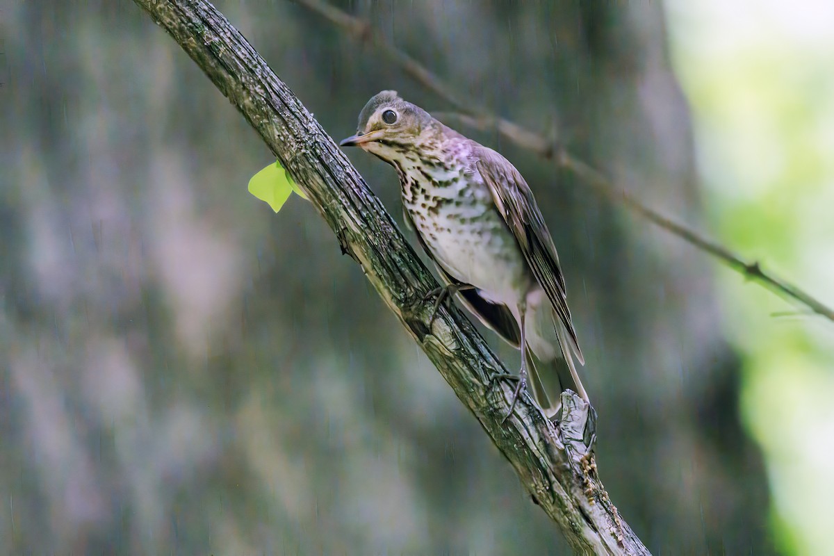 Тремблер прямодзьобий - ML645826672