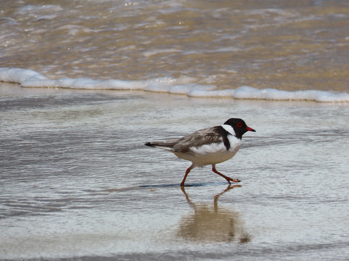 Hooded Plover - ML645826678