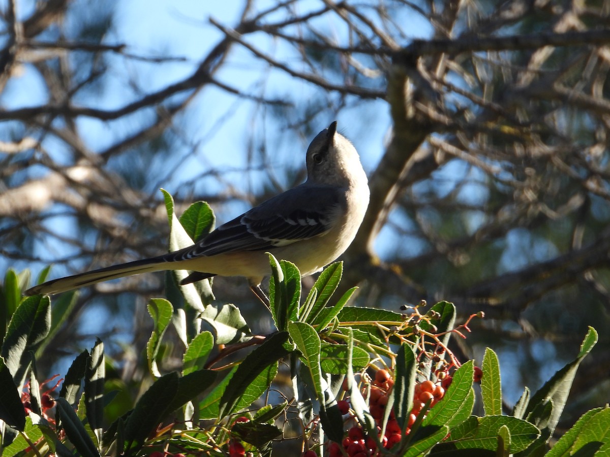 Пересмішник багатоголосий - ML645826680