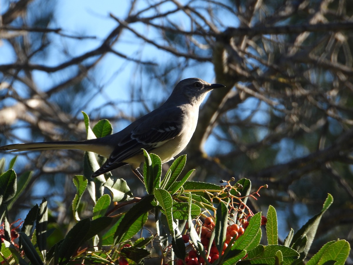 Northern Mockingbird - ML645826681