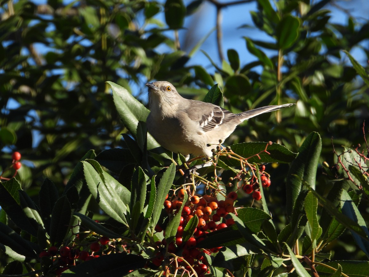 Пересмішник багатоголосий - ML645826682