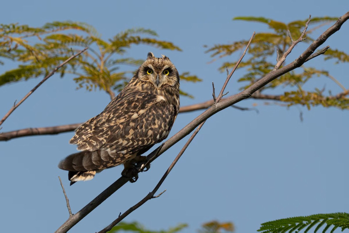 Сова болотяна - ML645826683