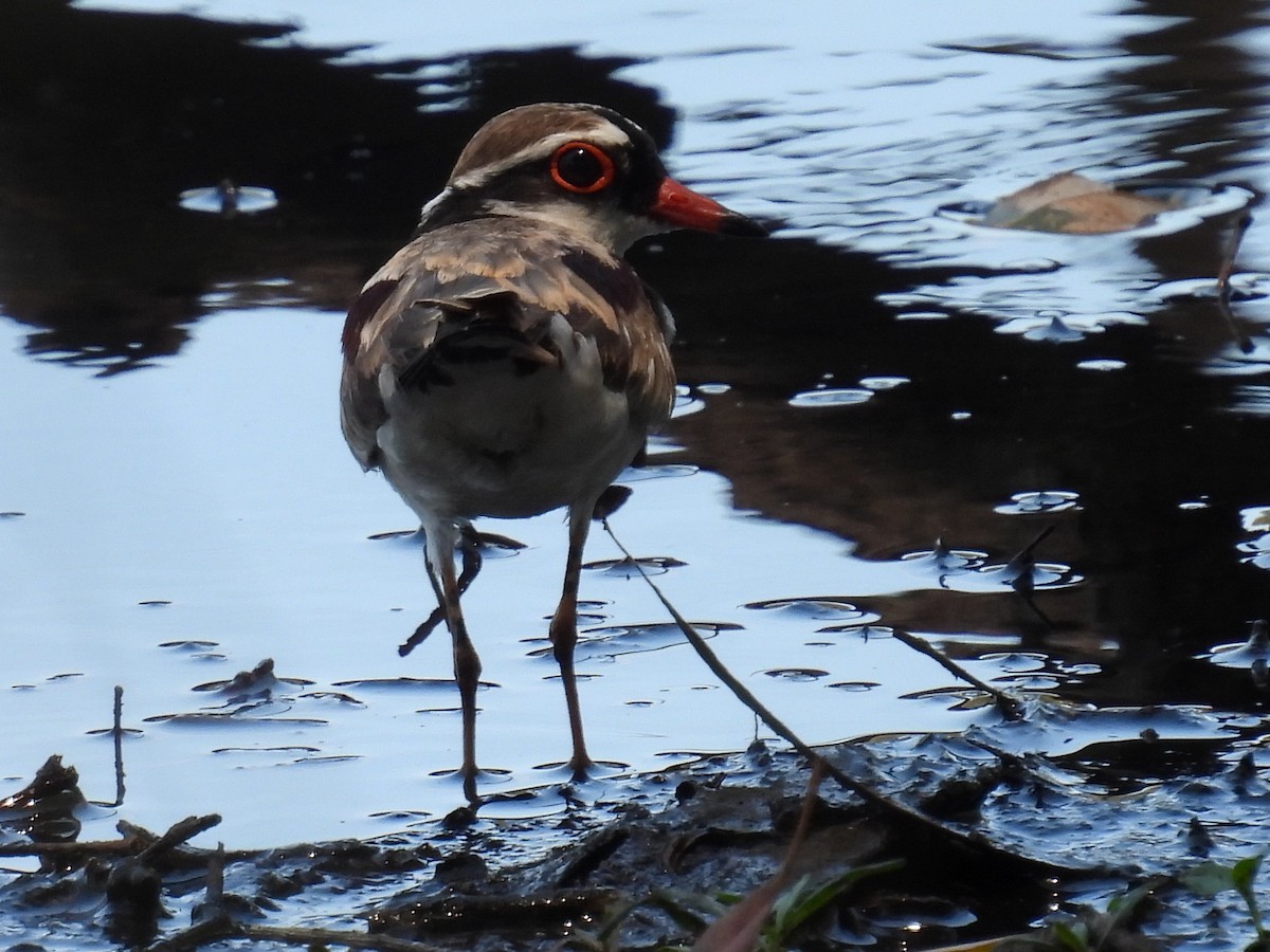 Пісочник чорнолобий - ML645826684