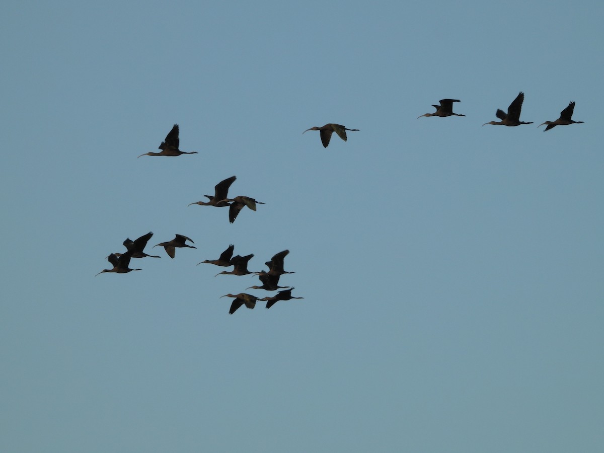 Коровайка американська - ML645826685