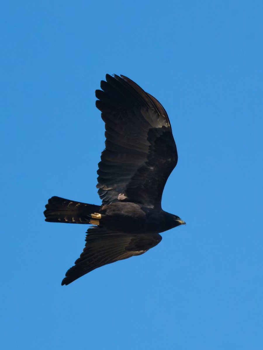 Орел чорний - ML645826686