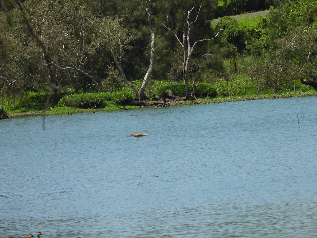 Latham's Snipe - ML645826688