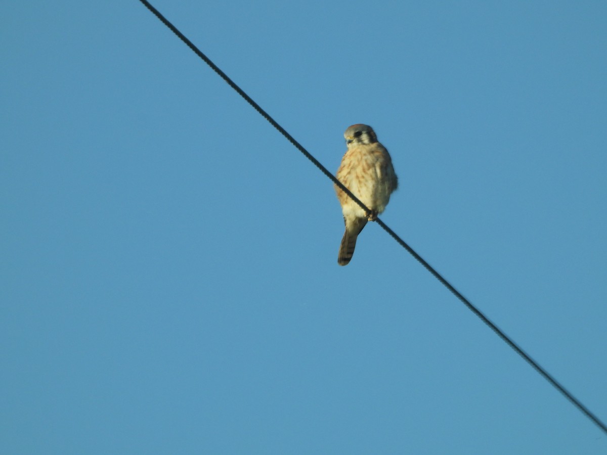 American Kestrel - ML645826689