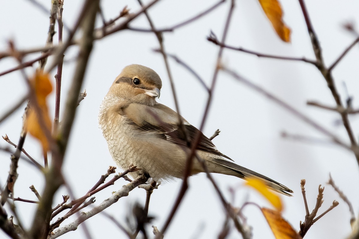 Northern Shrike - ML645826690