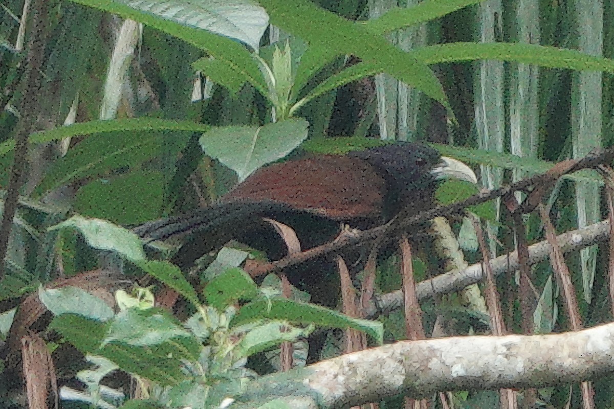 Green-billed Coucal - ML645826691