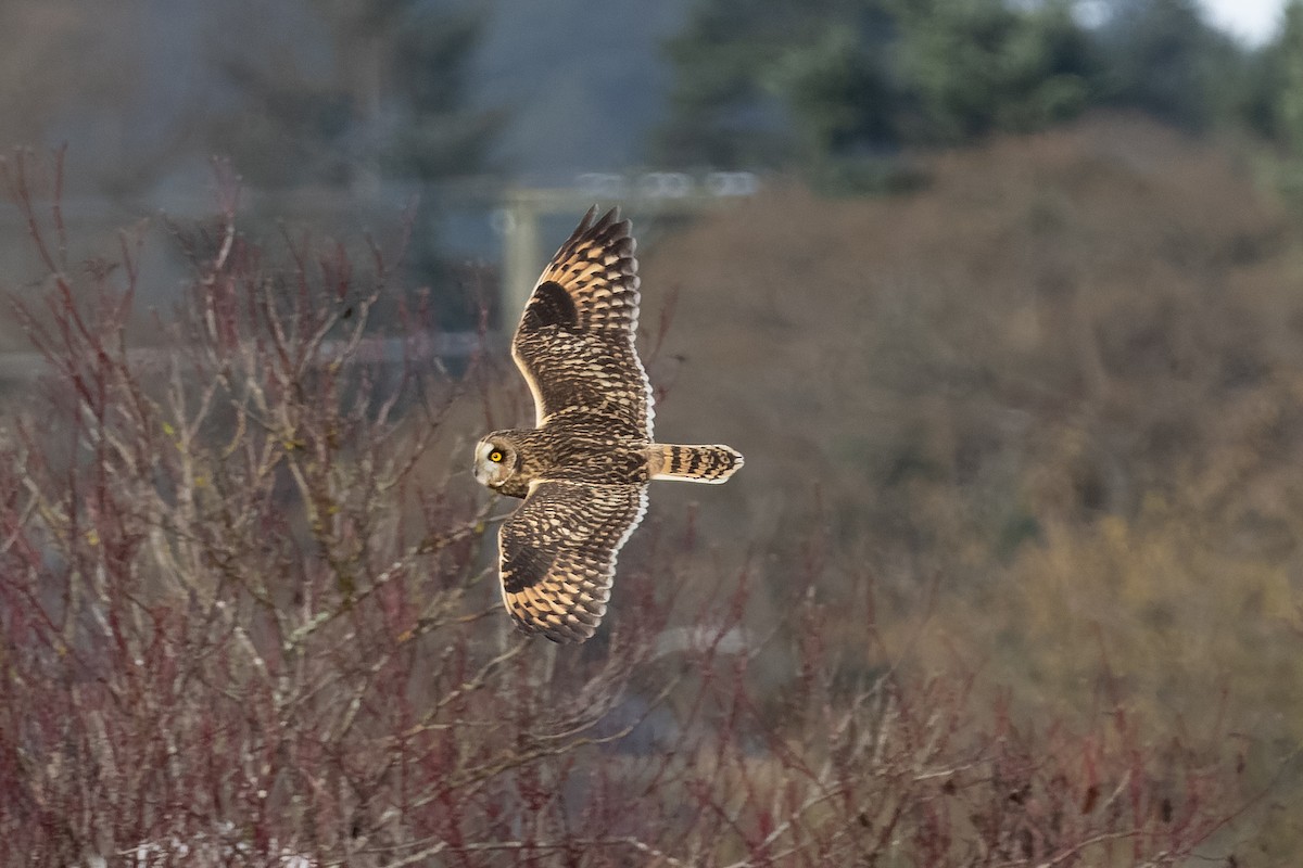 Short-eared Owl - ML645826692