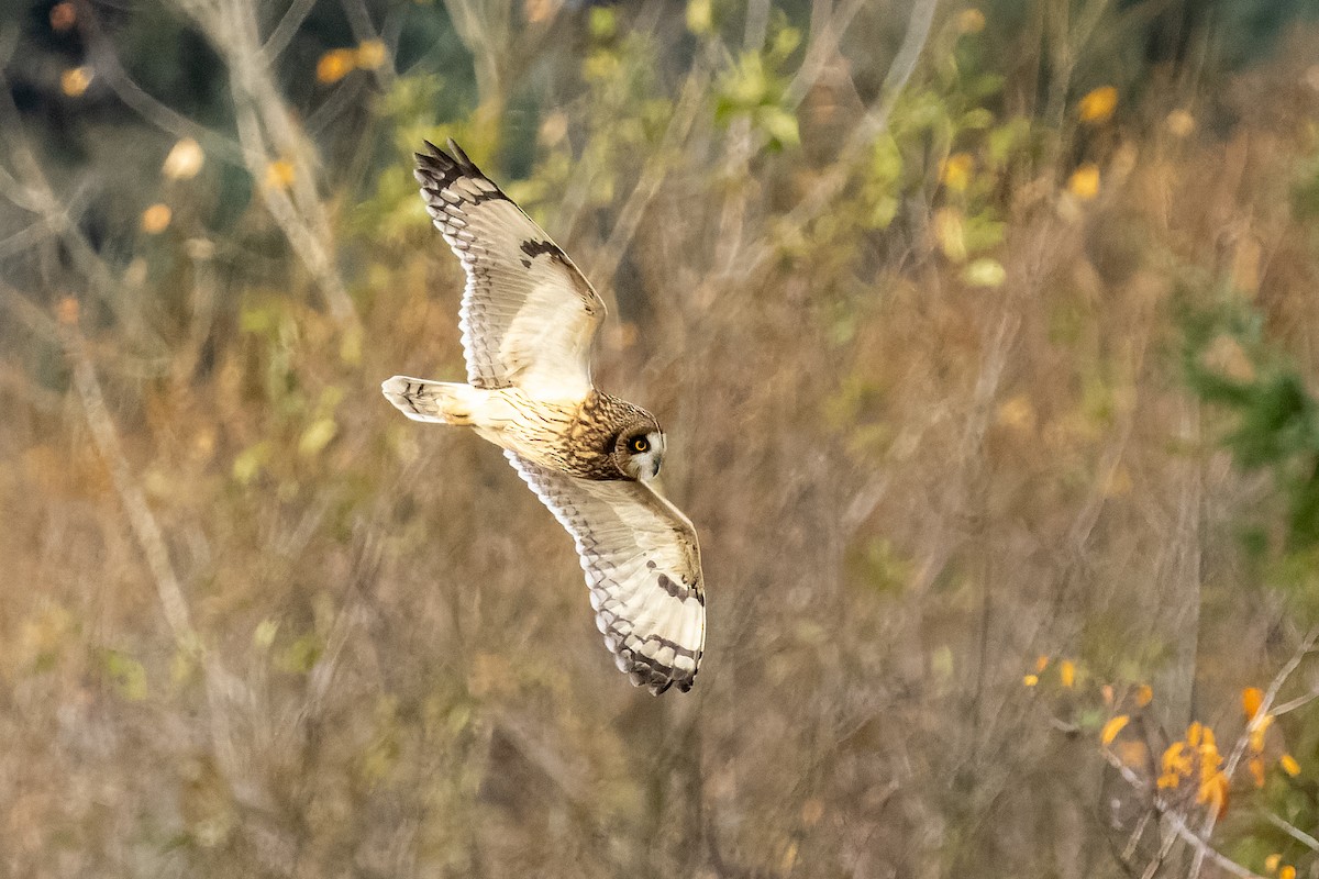 Short-eared Owl - ML645826693