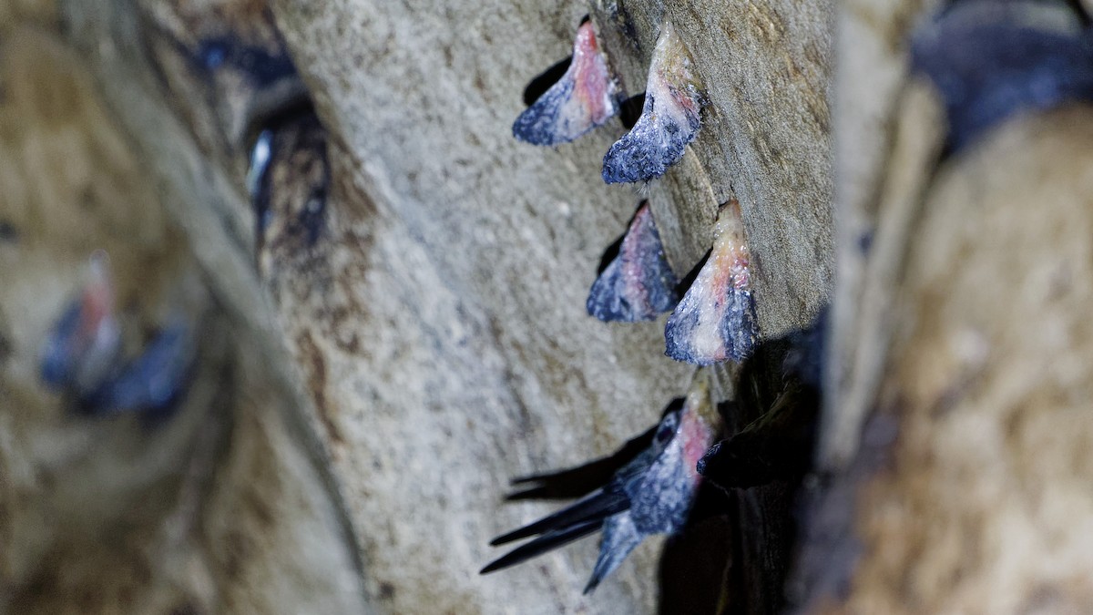 Plume-toed Swiftlet - ML645826694