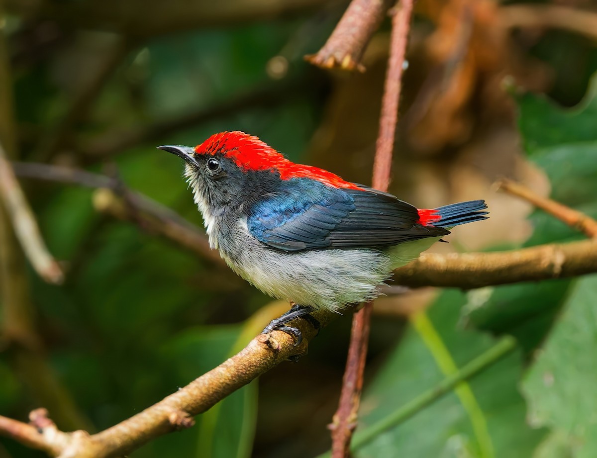 Scarlet-backed Flowerpecker - ML645826695
