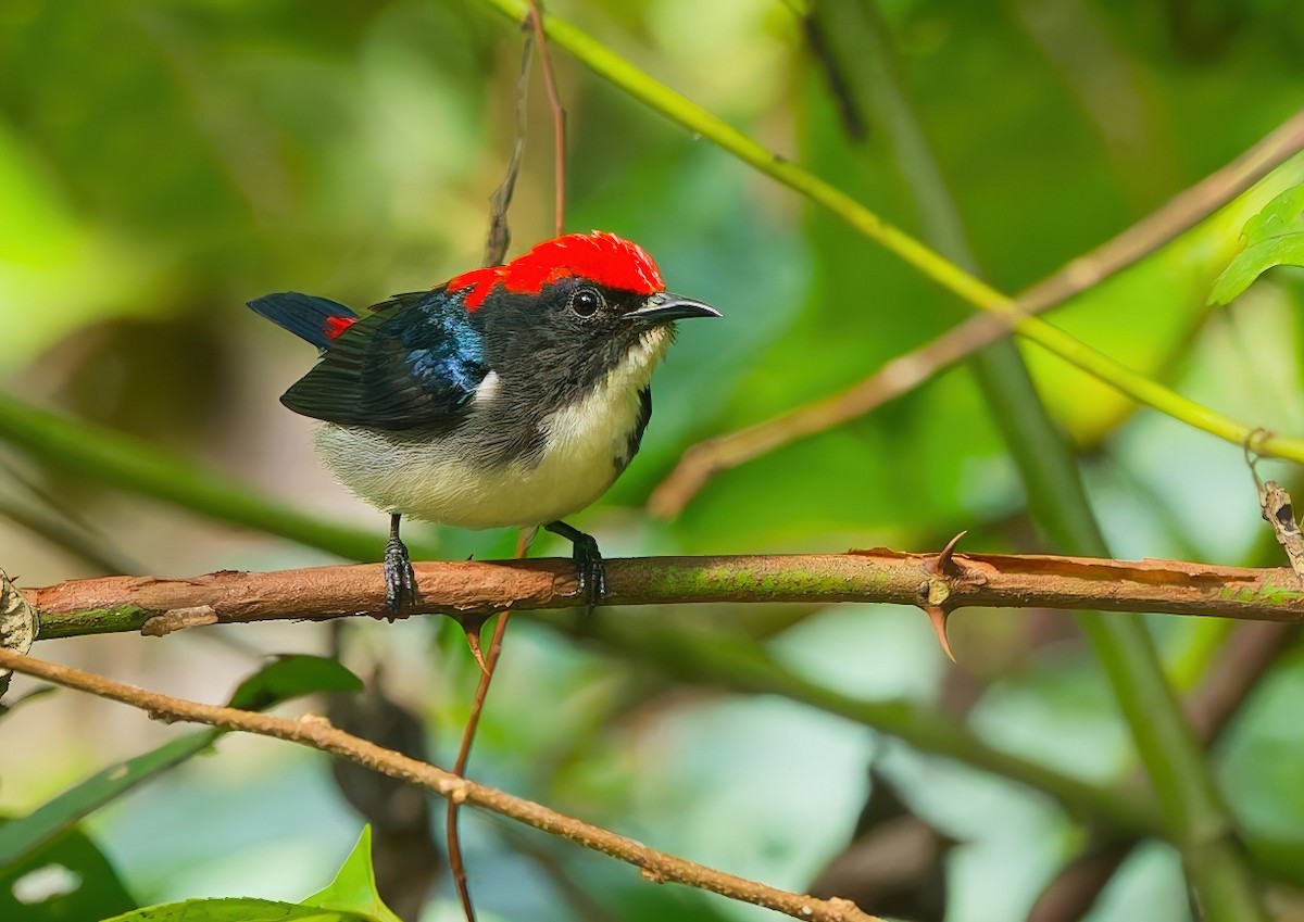 Scarlet-backed Flowerpecker - ML645826696