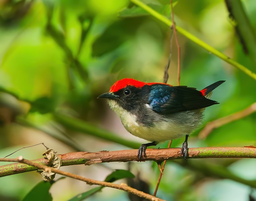 Scarlet-backed Flowerpecker - ML645826697