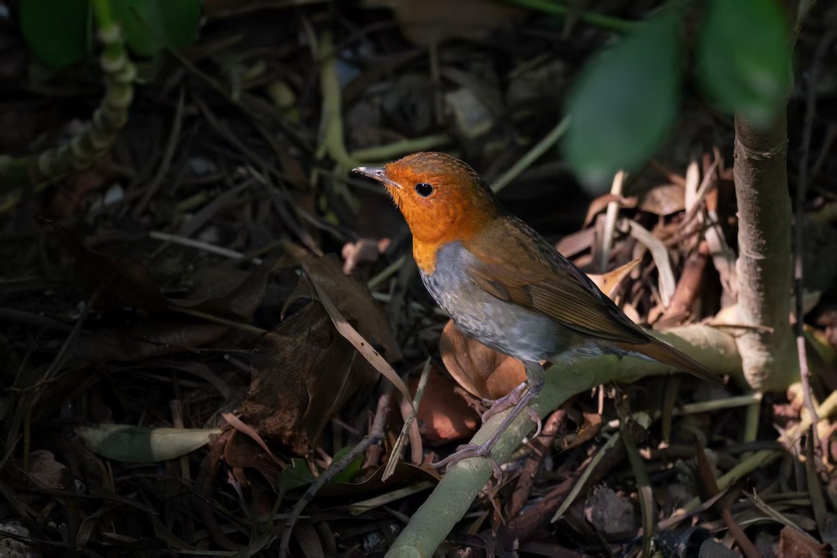 Japanese Robin - ML645826698