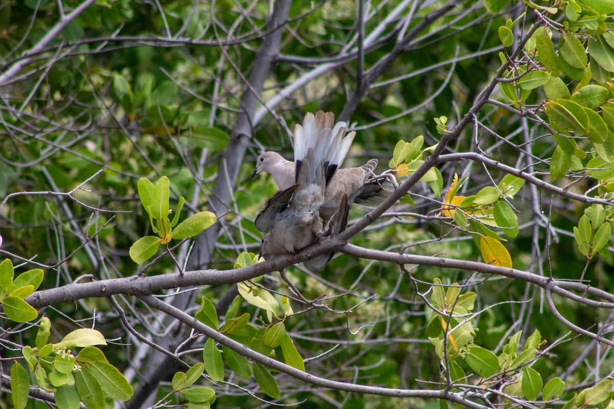 Eurasian Collared-Dove - ML645826699
