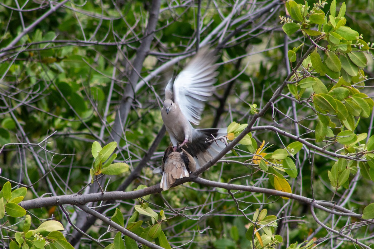 Eurasian Collared-Dove - ML645826700