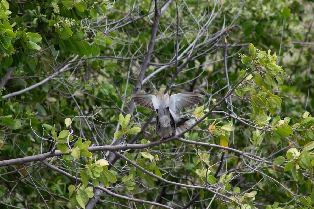 Eurasian Collared-Dove - ML645826701