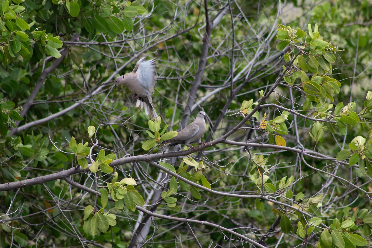 Eurasian Collared-Dove - ML645826702