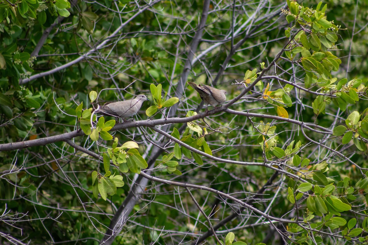 Eurasian Collared-Dove - ML645826703