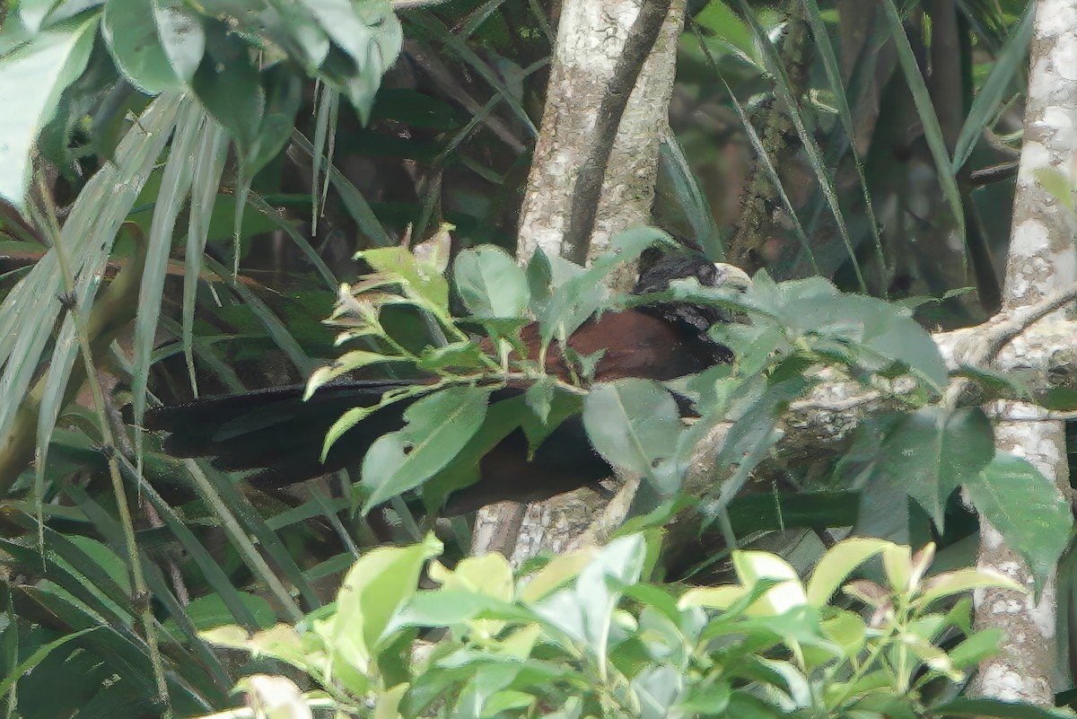 Green-billed Coucal - ML645826704