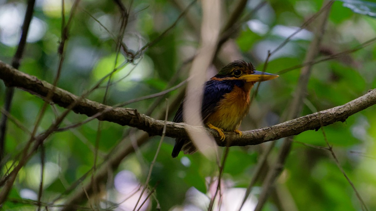 Rufous-collared Kingfisher - ML645826706