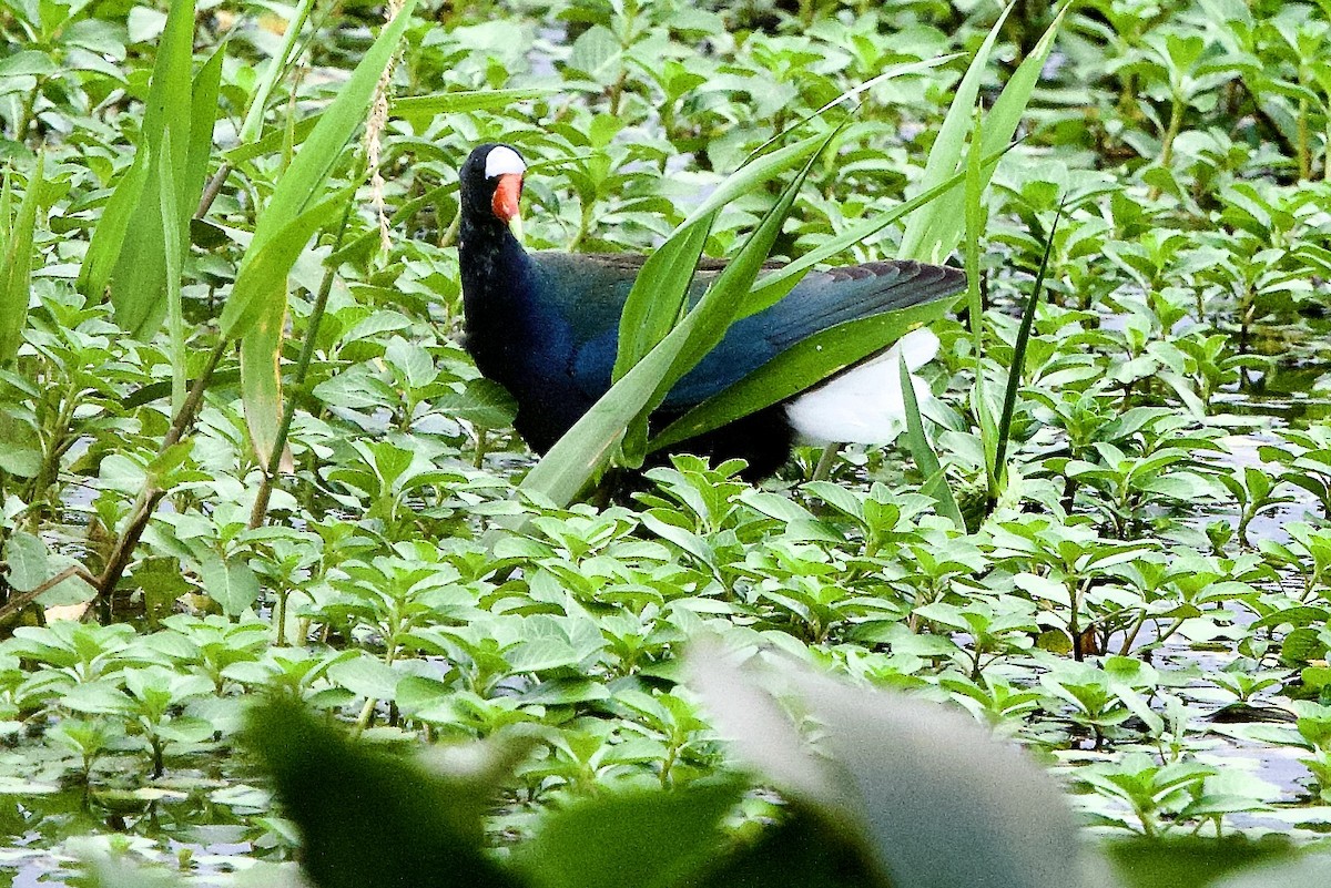 Purple Gallinule - ML645826707