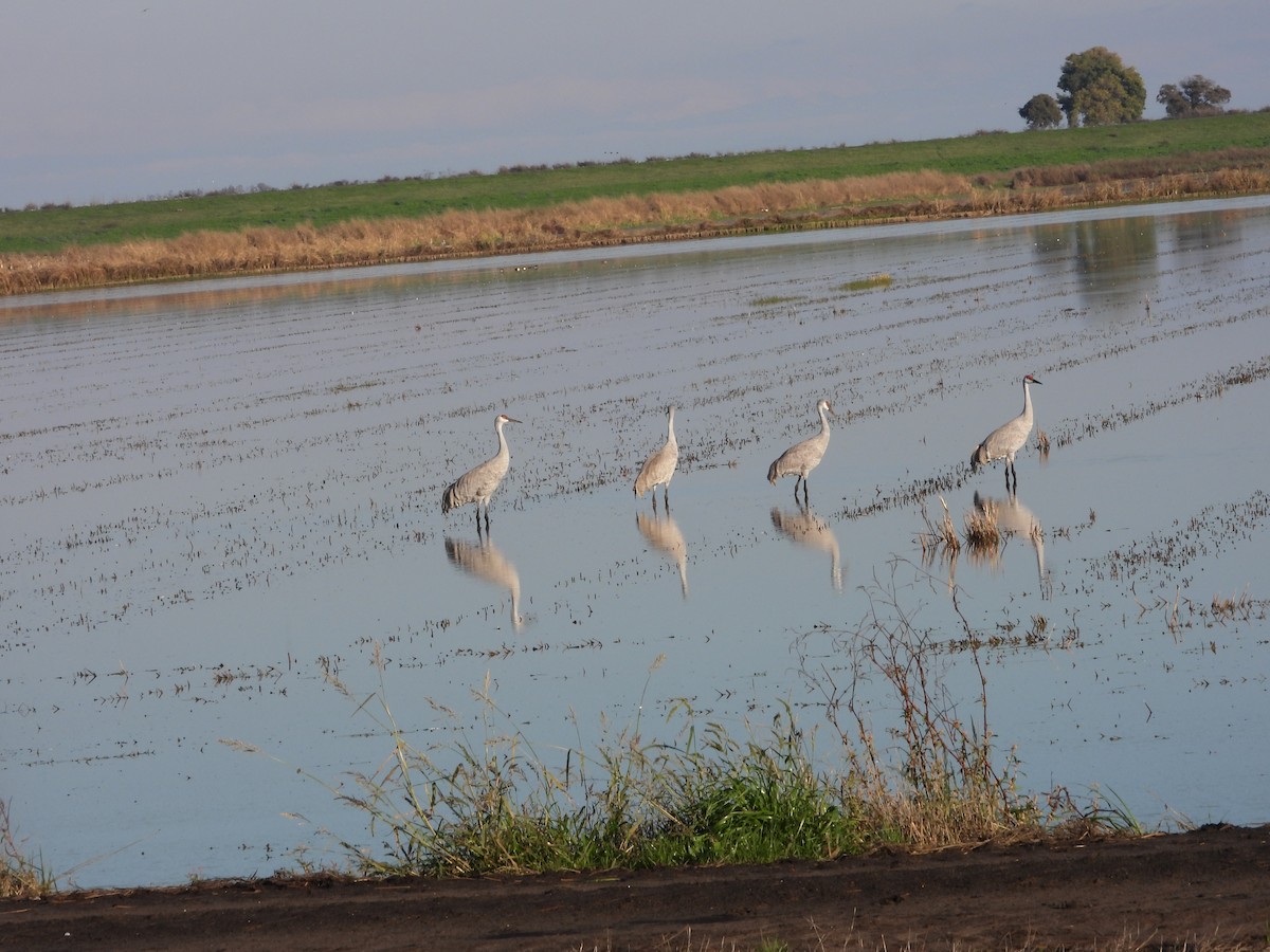 Sandhill Crane (Lesser) - ML645826709