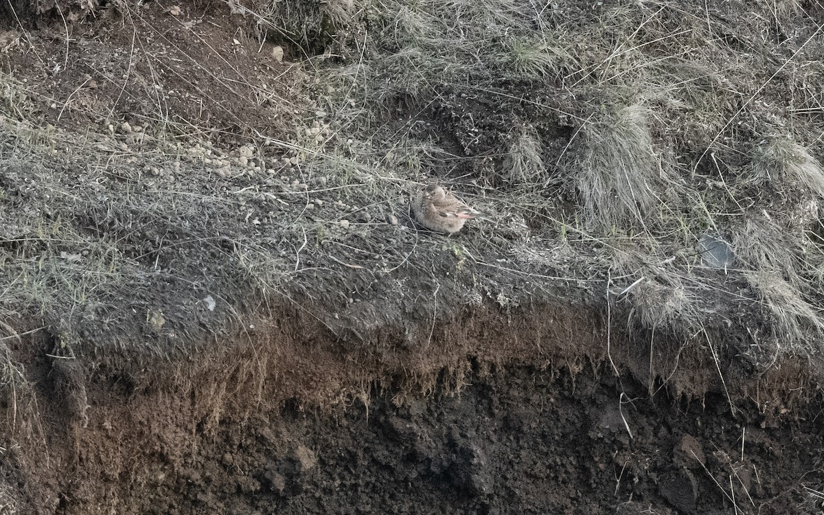 Crimson-winged Finch (Eurasian) - ML645826711