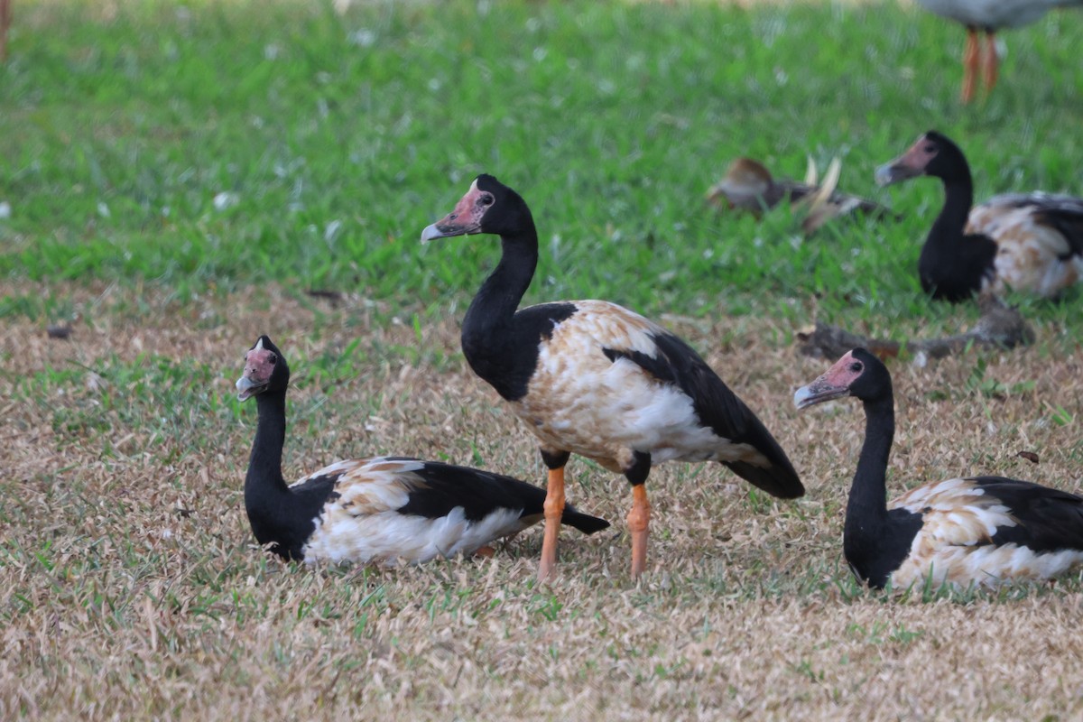 Magpie Goose - ML645826712