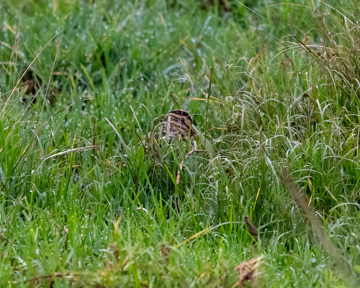 Pin-tailed Snipe - ML645826713