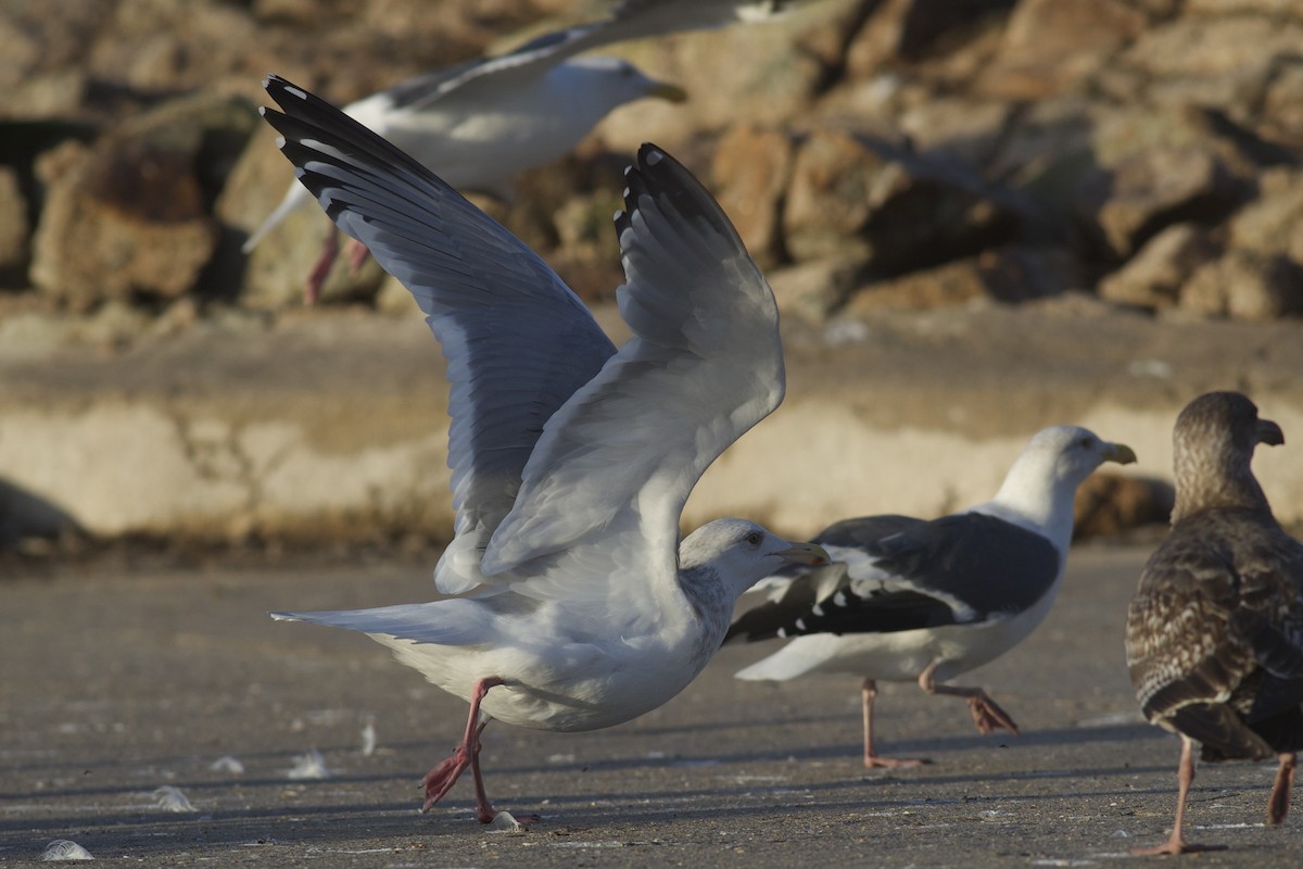 Möwe, unbestimmt - ML645826715