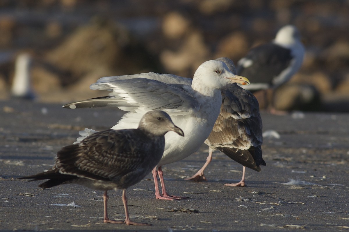 Möwe, unbestimmt - ML645826716