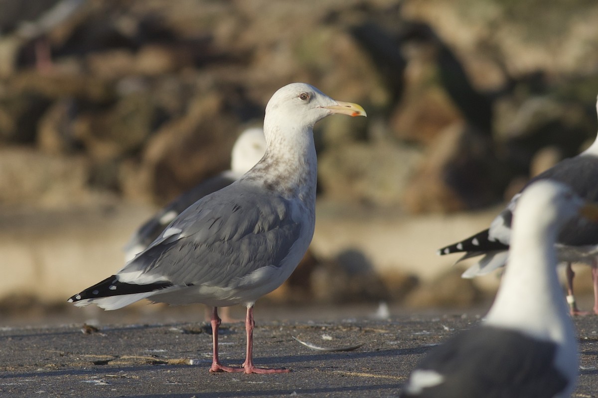 Möwe, unbestimmt - ML645826717