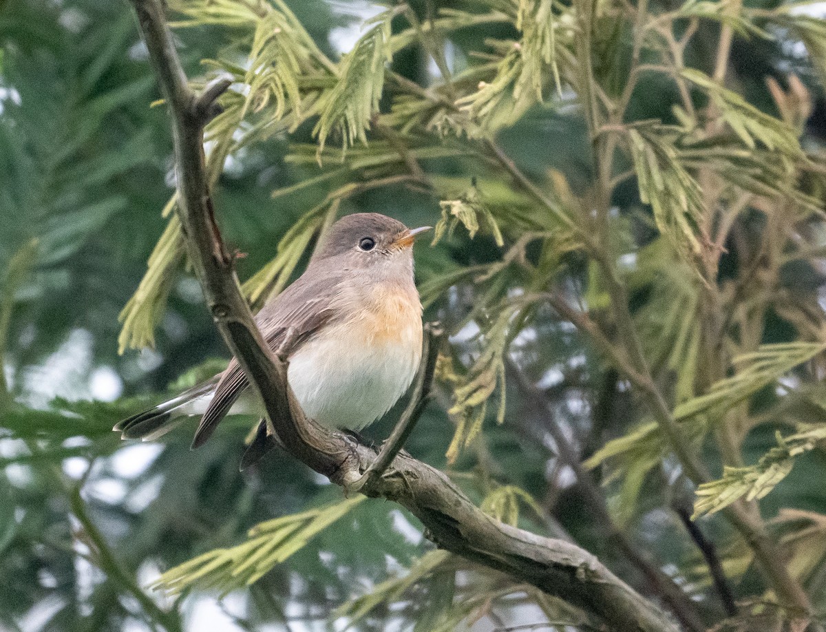 Kashmir Flycatcher - ML645826721