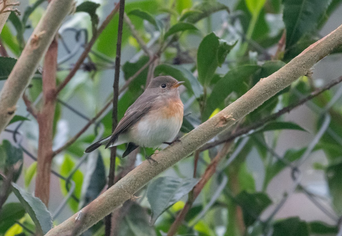 Kashmir Flycatcher - ML645826722