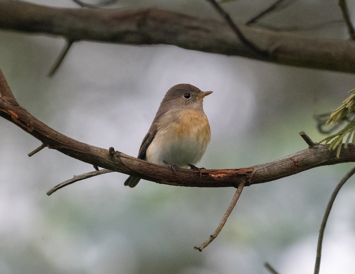 Kashmir Flycatcher - ML645826723